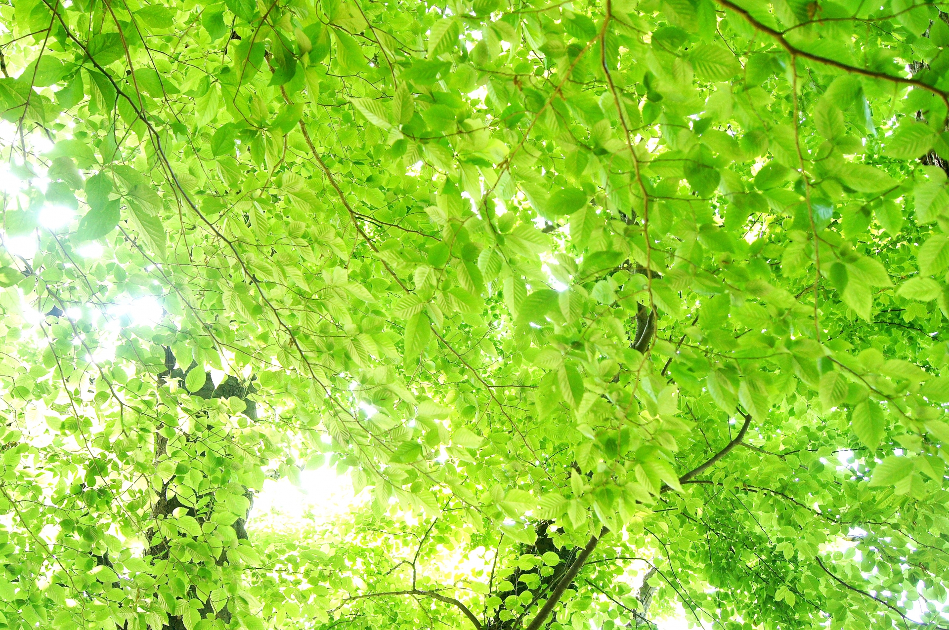 紫外線は「善か悪か」？