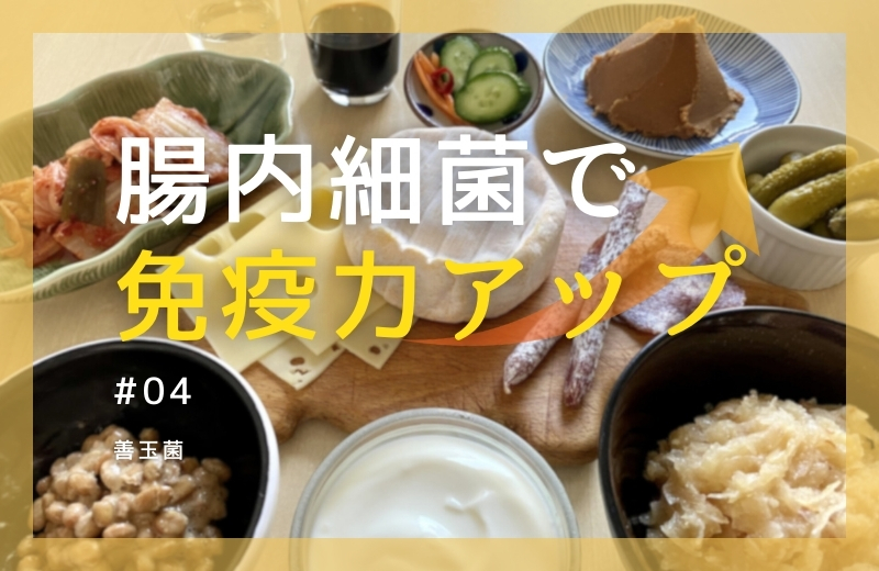 腸内細菌で免疫力アップ④~善玉菌