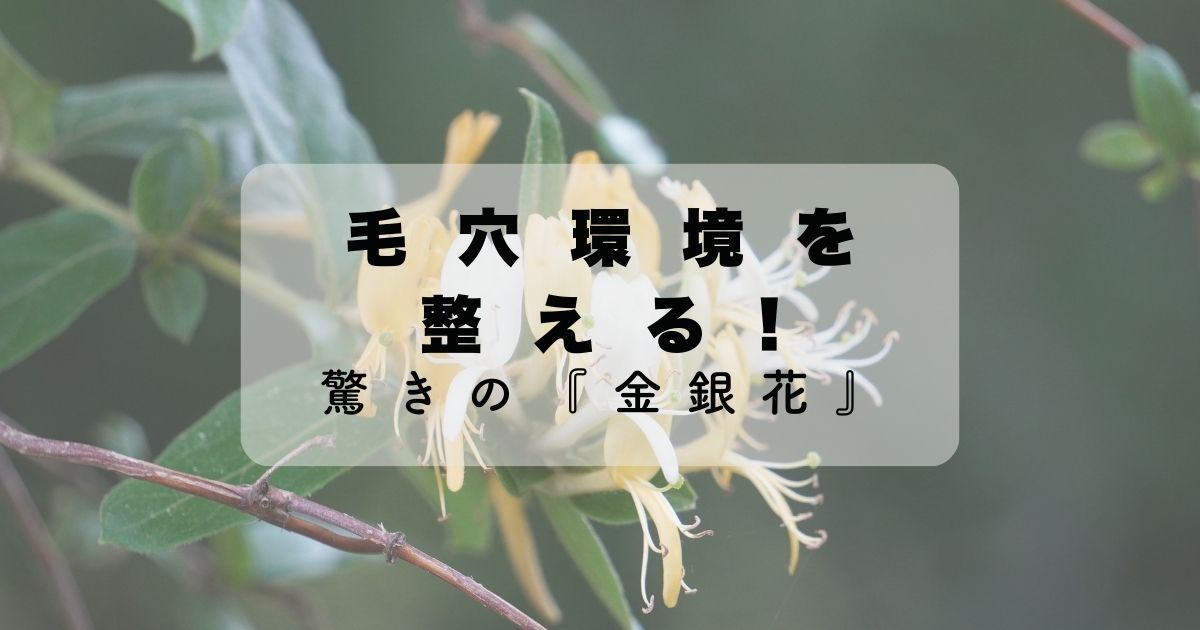 毛穴環境を整える！驚きの『金銀花』