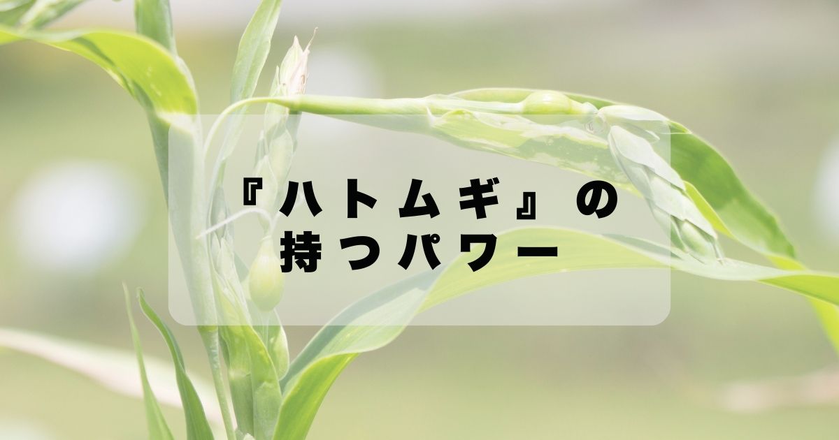 『ハトムギ』の持つパワー